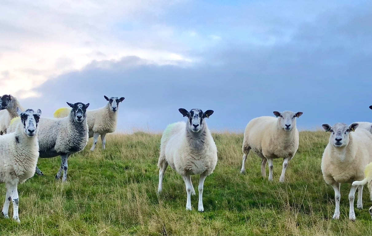 Wonderful Ewe Fibre Art