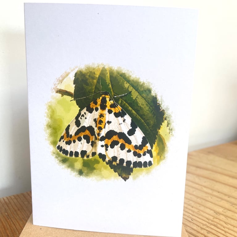 Blank Card A6 Portrait - Magpie Moth