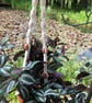 Macrame Plant Holder - 'Sasha' - Image 3