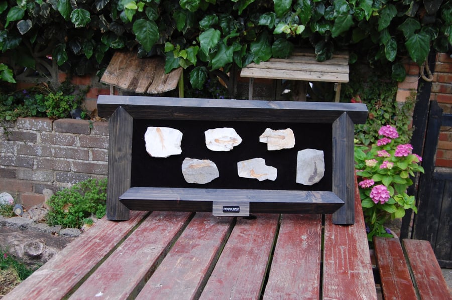 Fossil fish in hand made reclaimed wood frame