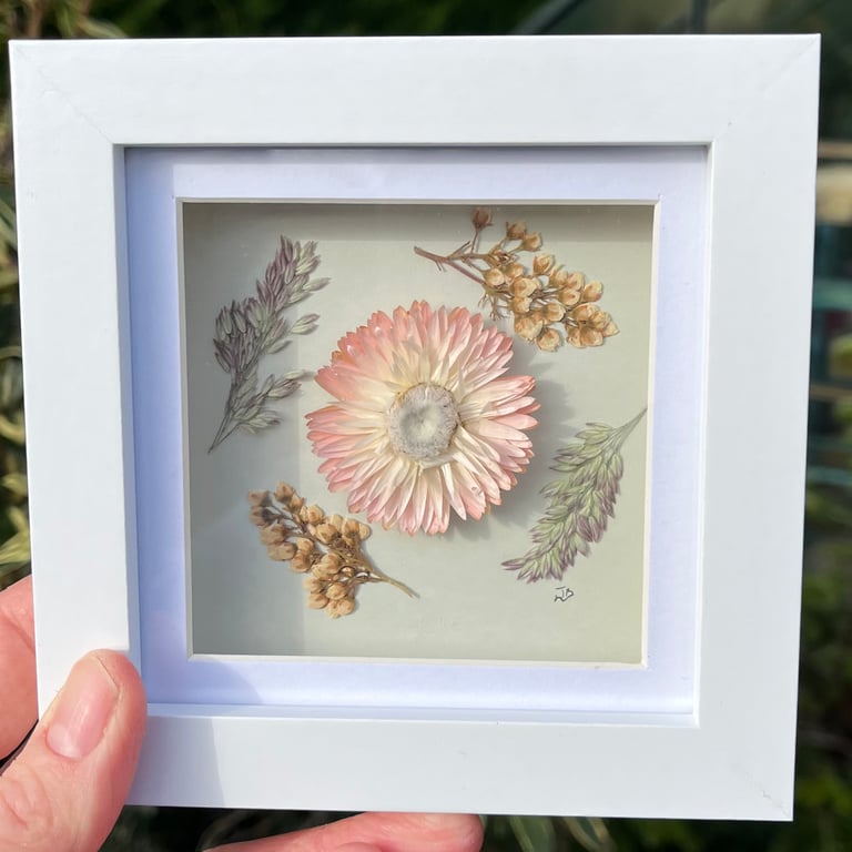 Real Pressed and Dried Strawflower, Framed Art, Mother’s Day, birthday gift