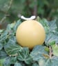 Hand Poured Beeswax Sphere Candle 4cm-1.6 inches - Natural Beeswax Candle