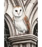 Barn Owl Small Original Coloured Pencil Bird Drawing - Image 2