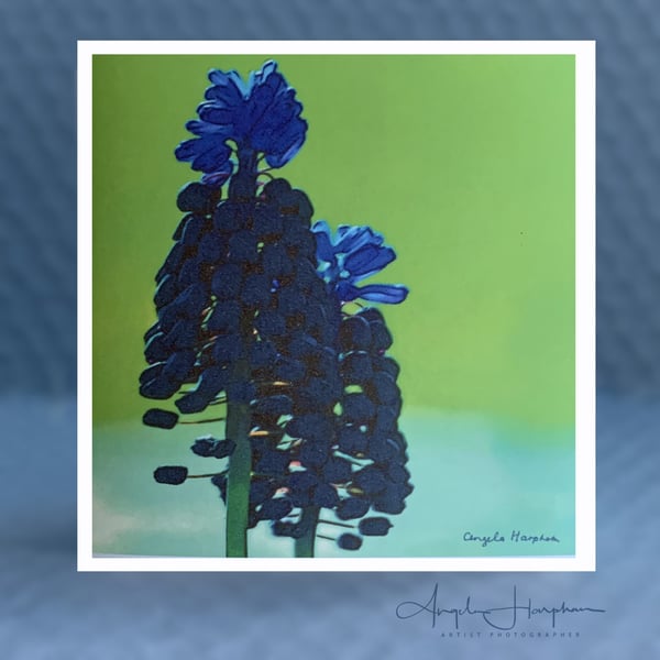 Bright Floral Art Card Grape Hyacinth Square