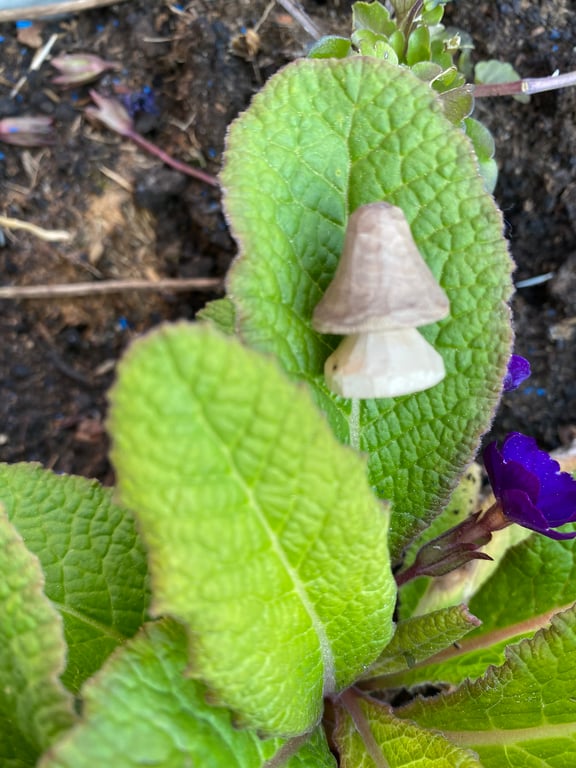 Handcarved Teeny Toadstool - Wooden 