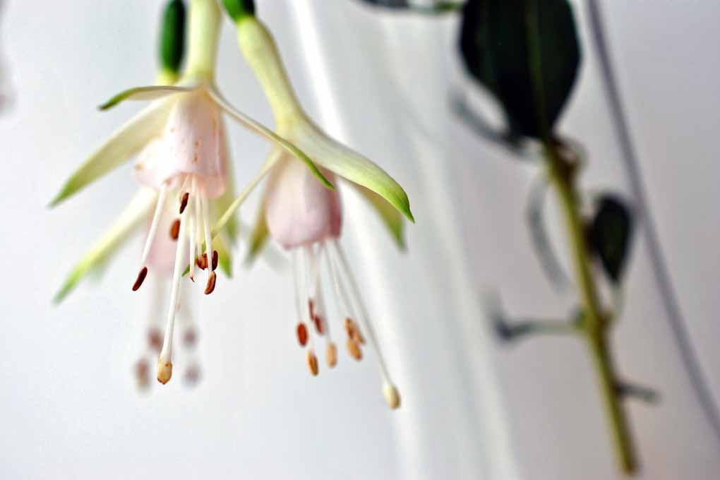 White Fuchsia Hawkshead Summer Flower Photograph Print