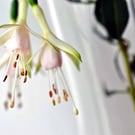 White Fuchsia Hawkshead Summer Flower Photograph Print