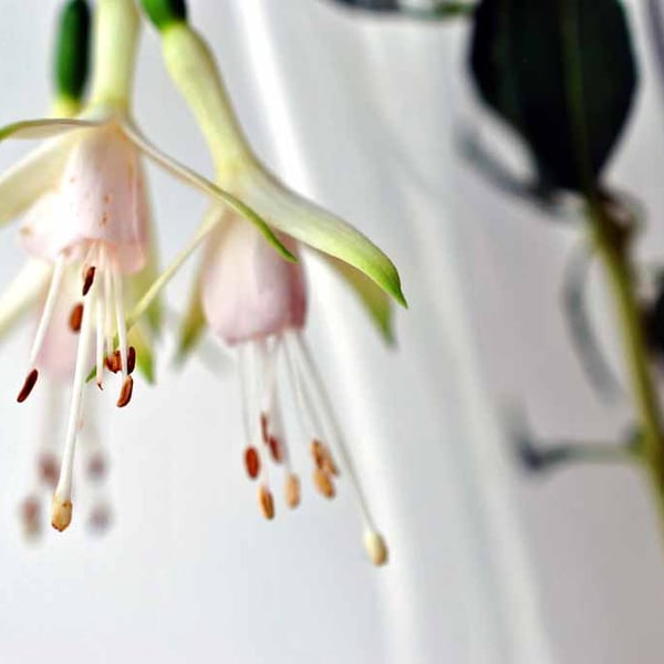 White Fuchsia Hawkshead Summer Flower Photograph Print