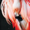Exclusive Standing Pink Flamingo Greetings Card