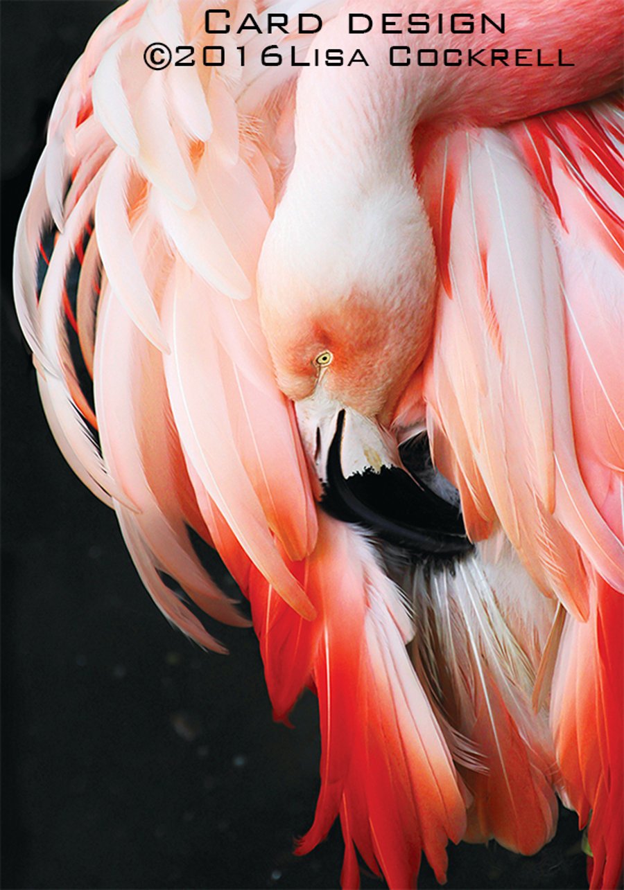 Exclusive Standing Pink Flamingo Greetings Card