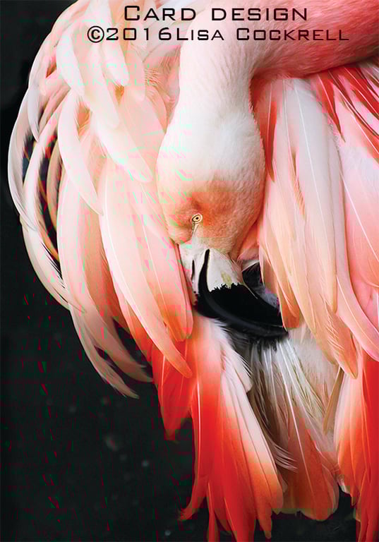 Exclusive Standing Pink Flamingo Greetings Card