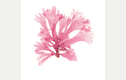 Seaweed Prints
