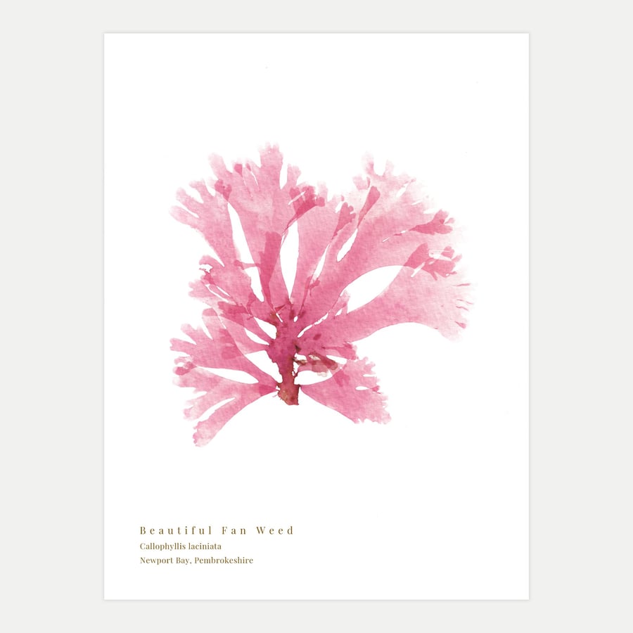 Beautiful Fan Weed print (7)