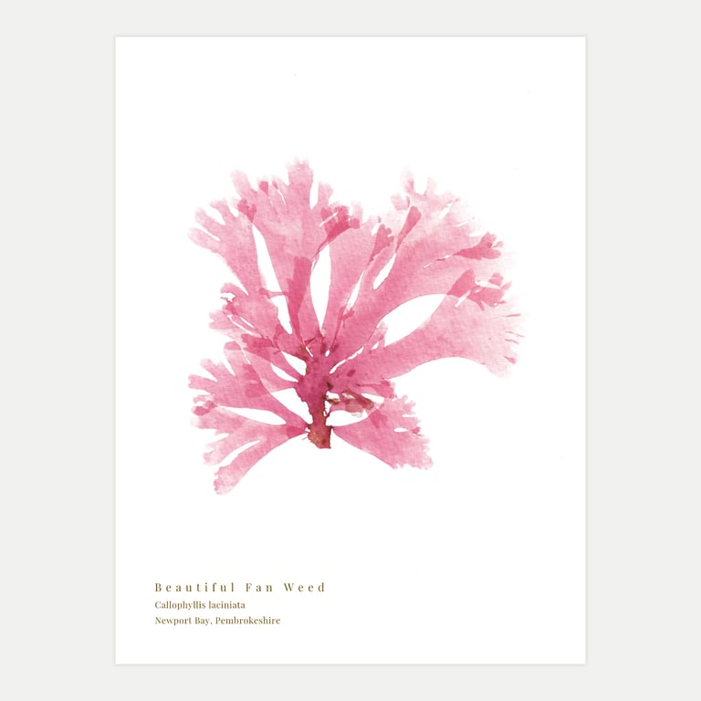 Beautiful Fan Weed print (7)