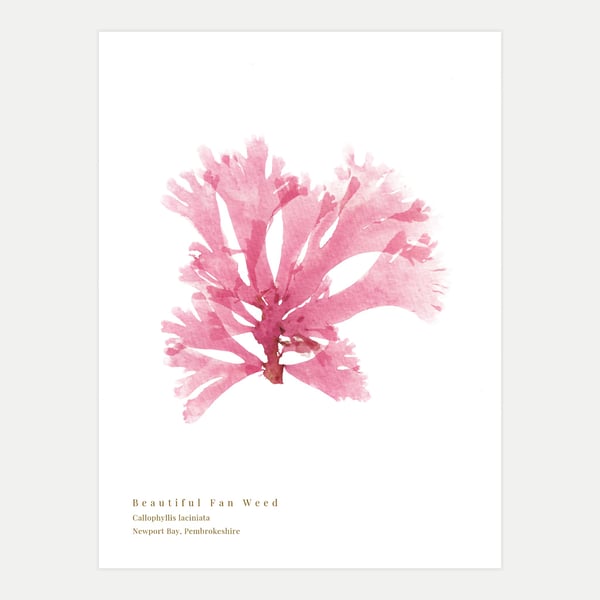 Beautiful Fan Weed print (7)