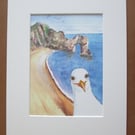 Seagull visiting Durdle Door at Dorset Coast