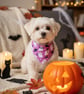 Halloween Dog Cat Bandana Purple Ghosts, No-Tie Scrunchie Style (Cotton)
