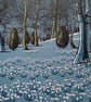 'Snowdrop Gardens' original hand-pulled screen print - Image 1