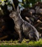Sitting French Bulldog - Image 7