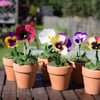 Paper Pansy Pots