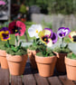 Paper Pansy Pots - Image 1