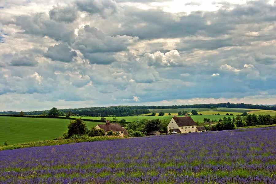 Lavender Field Purple Flowers Cotswolds Photograph Print