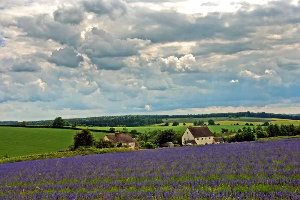 Lavender Field Purple Flowers Cotswolds Photograph Print