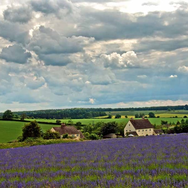 Lavender Field Purple Flowers Cotswolds Photograph Print