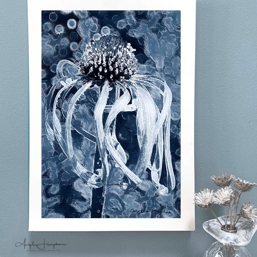 Fine Art A4 Photographic Print Blue Echinacea