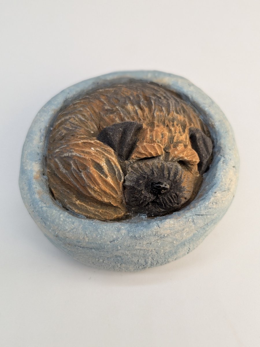 Border Terrier Yorkshire Pudding - 2
