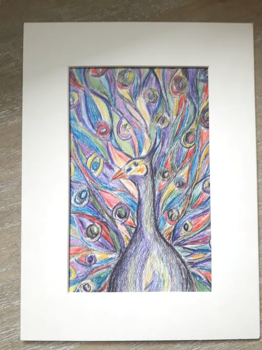 Peacock, colour and graphite pencil drawing.  