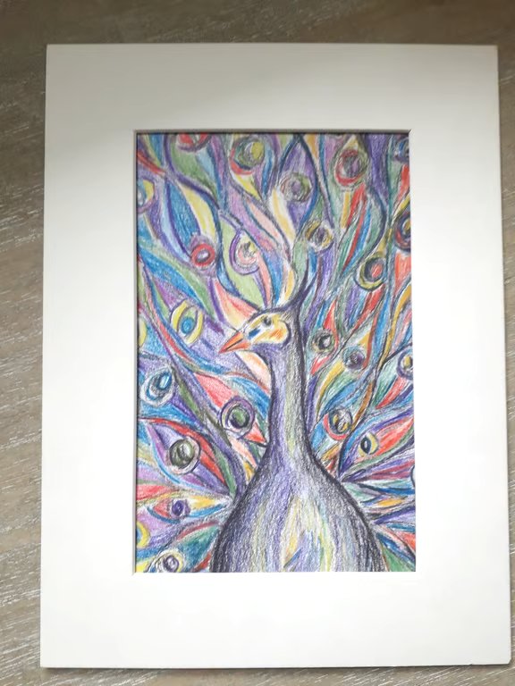 Peacock, colour and graphite pencil drawing.  