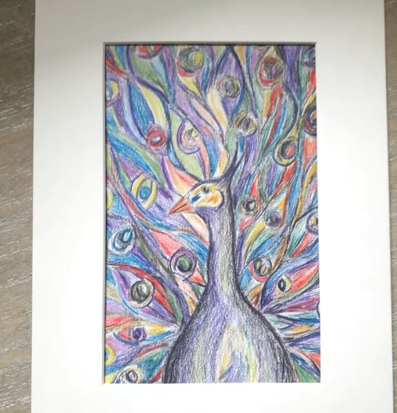 Peacock, colour and graphite pencil drawing.  