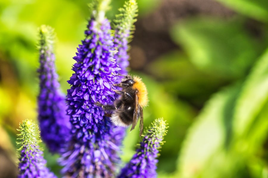 Greetings Card - Lake District - Bee On Lavender