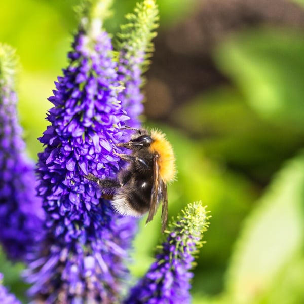 Greetings Card - Lake District - Bee On Lavender
