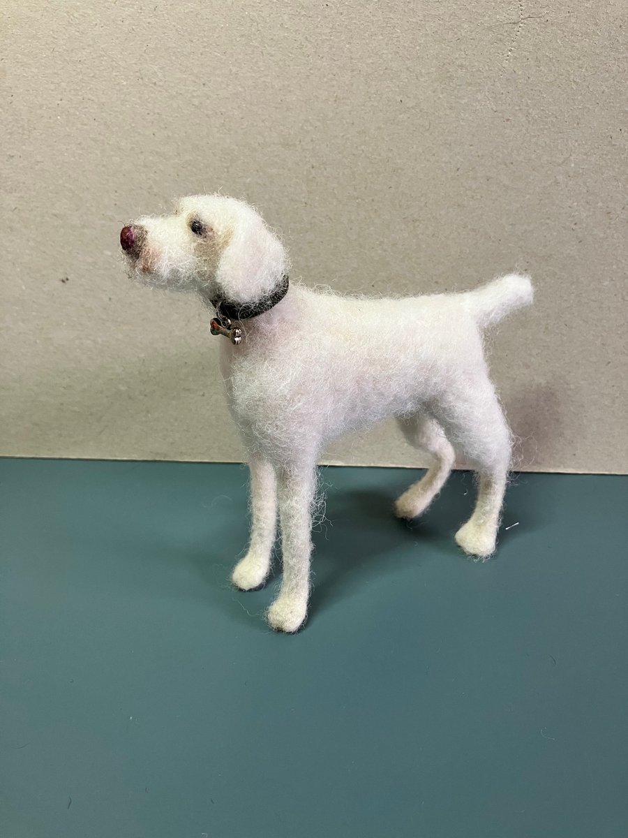  Snow White Labradoodle Dog