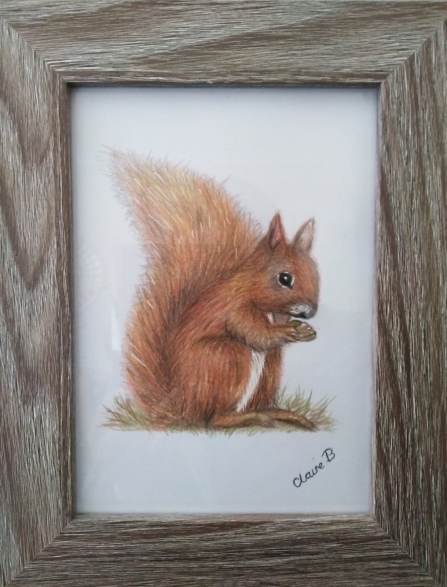 Hand drawn framed red squirrel wall art