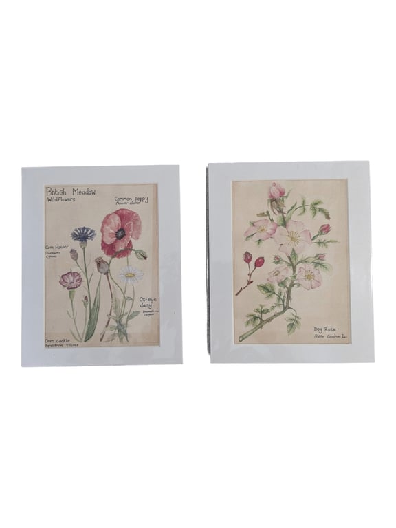 A5 water colour mounted prints