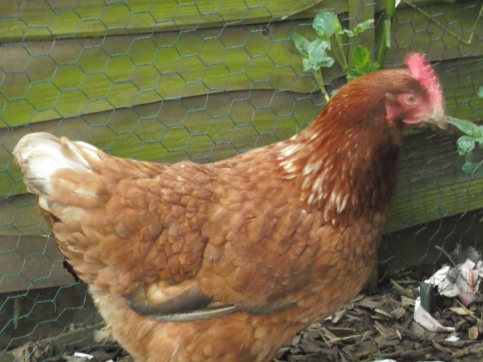 Glorious Hens! 