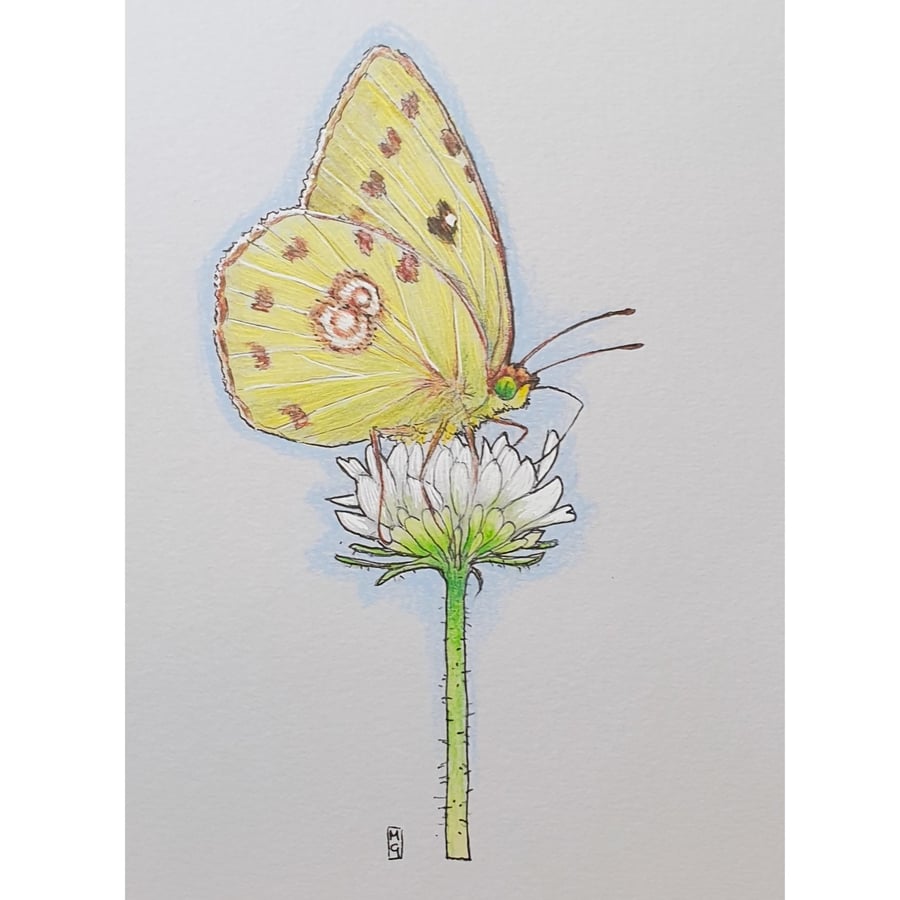 Clouded Yellow Butterfly - Original insect drawing, small wall art
