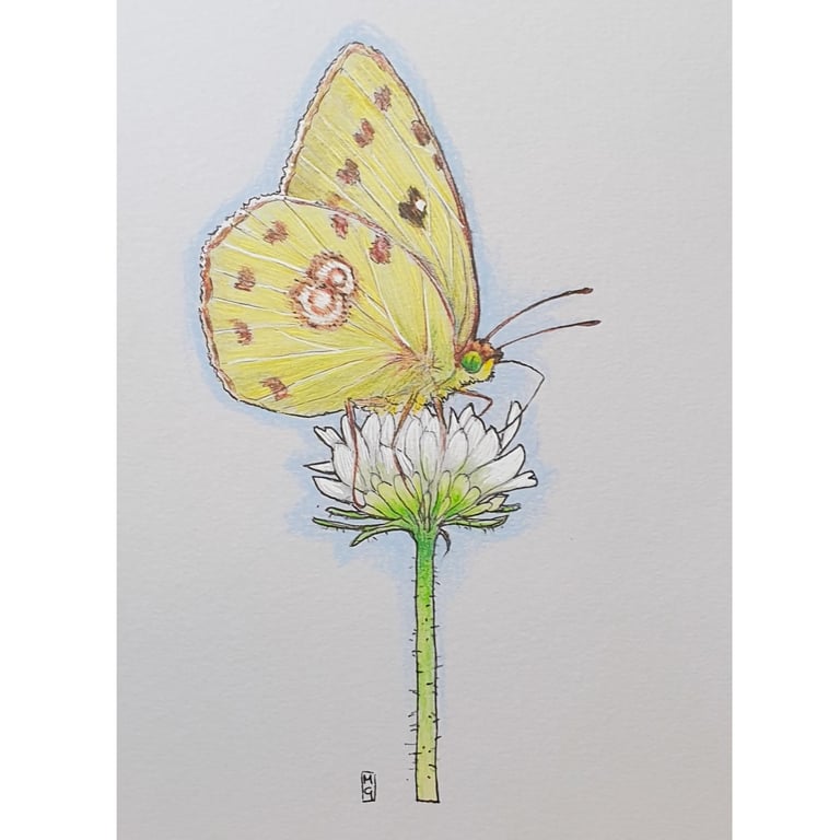 Clouded Yellow Butterfly - Original insect drawing, small wall art