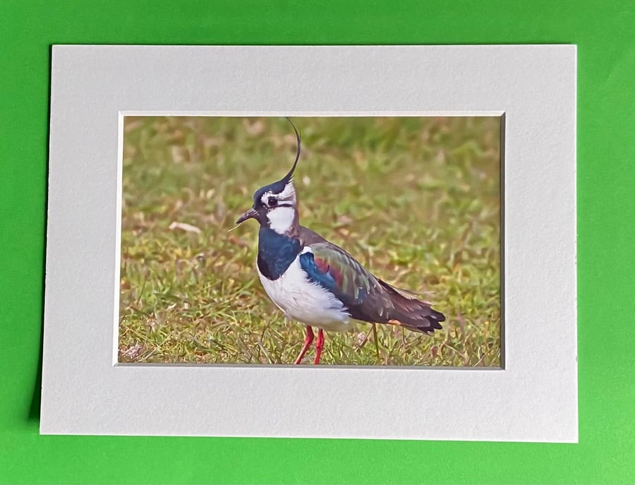 Lapwing Bird on Watch - Photograph with White Mount and Backing Board