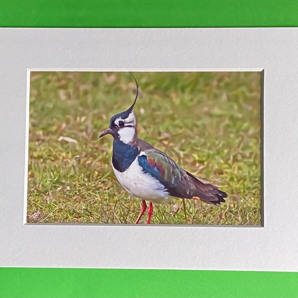 Lapwing Bird on Watch - Photograph with White Mount and Backing Board