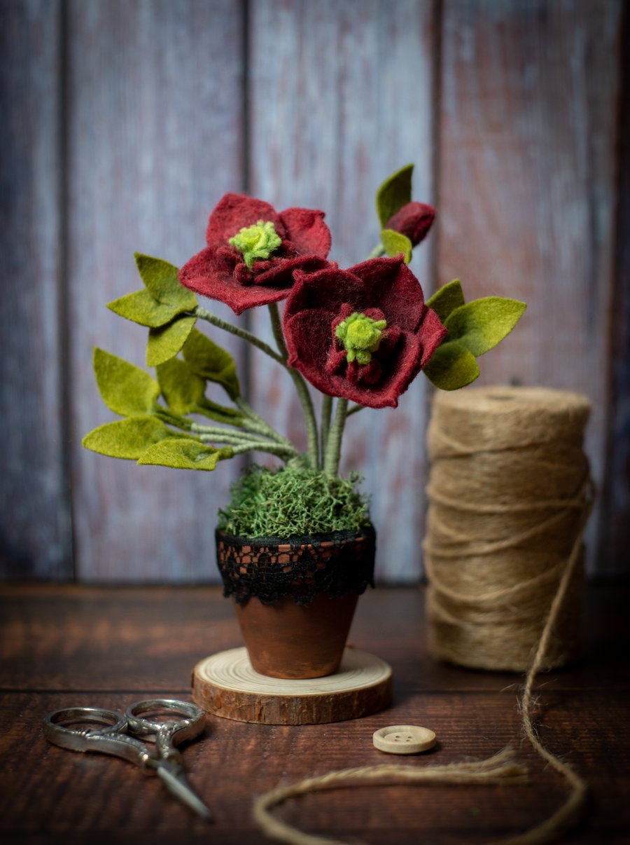 Felt Hellebore in a Terracotta Pot (crimson)