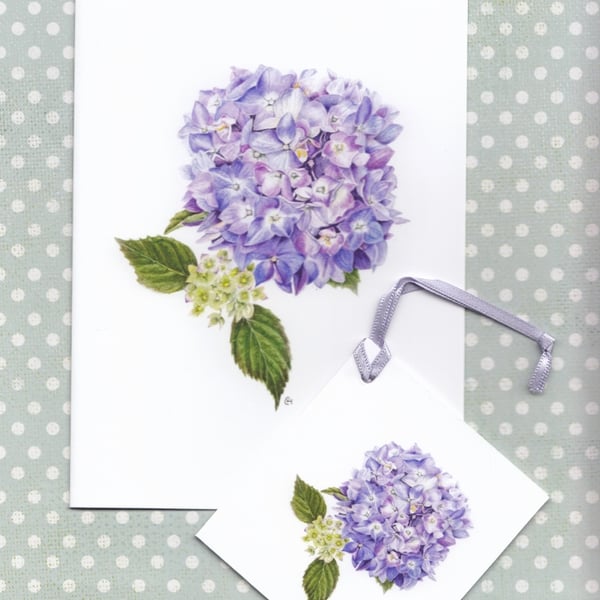 Blue Hydrangea Greetings Card and Gift Tag