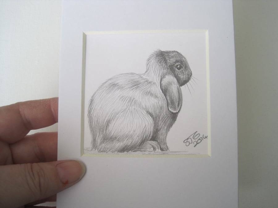 Rabbit Pencil Drawing
