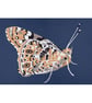Butterfly - Original Paper Cut - Image 2