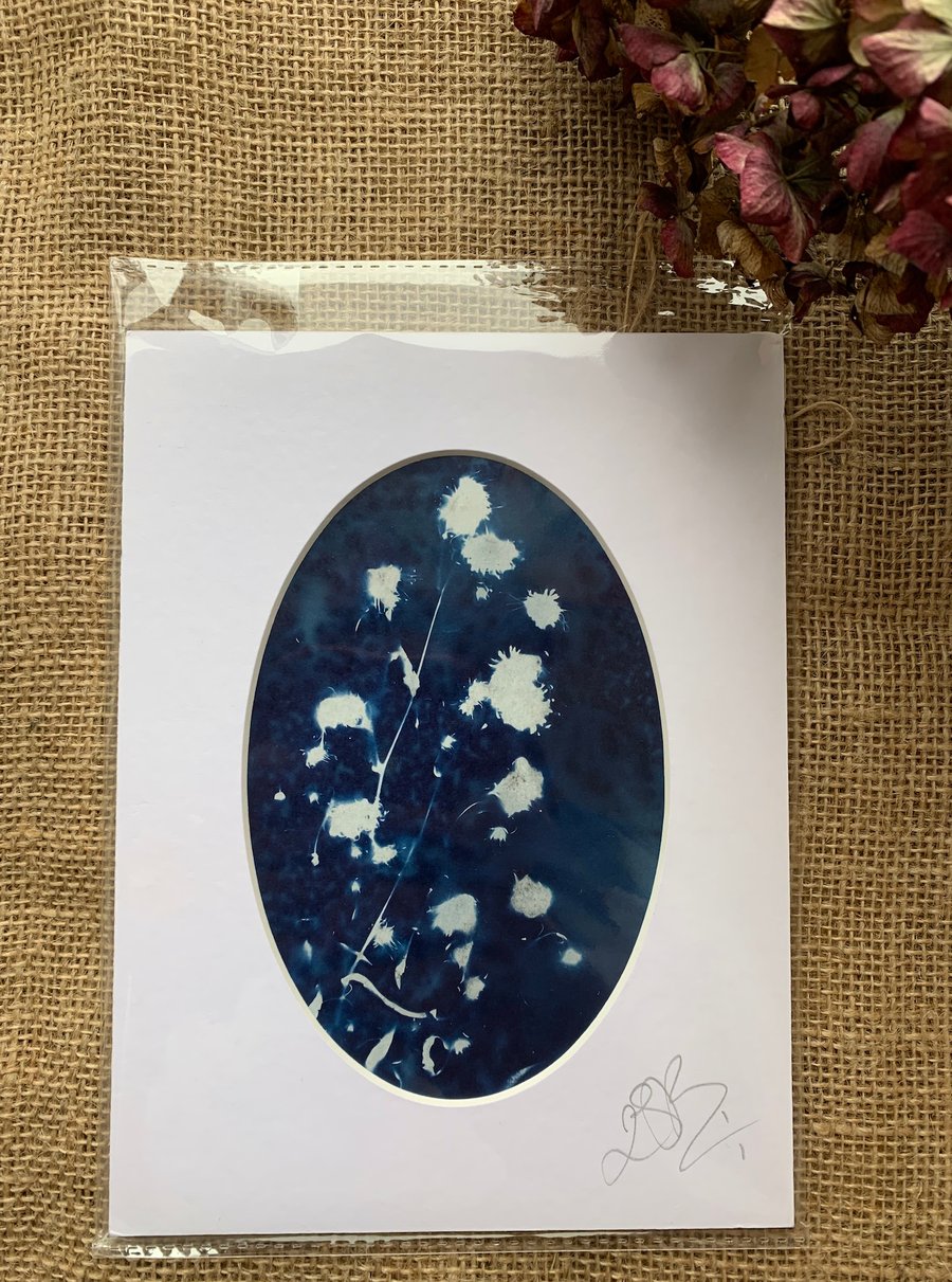 Wet Cyanotype Flowers Mount