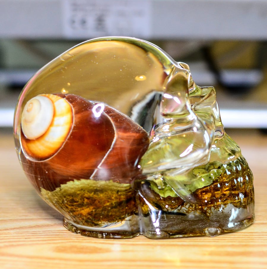 Giant Snail Skull Ornament With Natural Giant Snail Shell and Moss. Home Decor, 