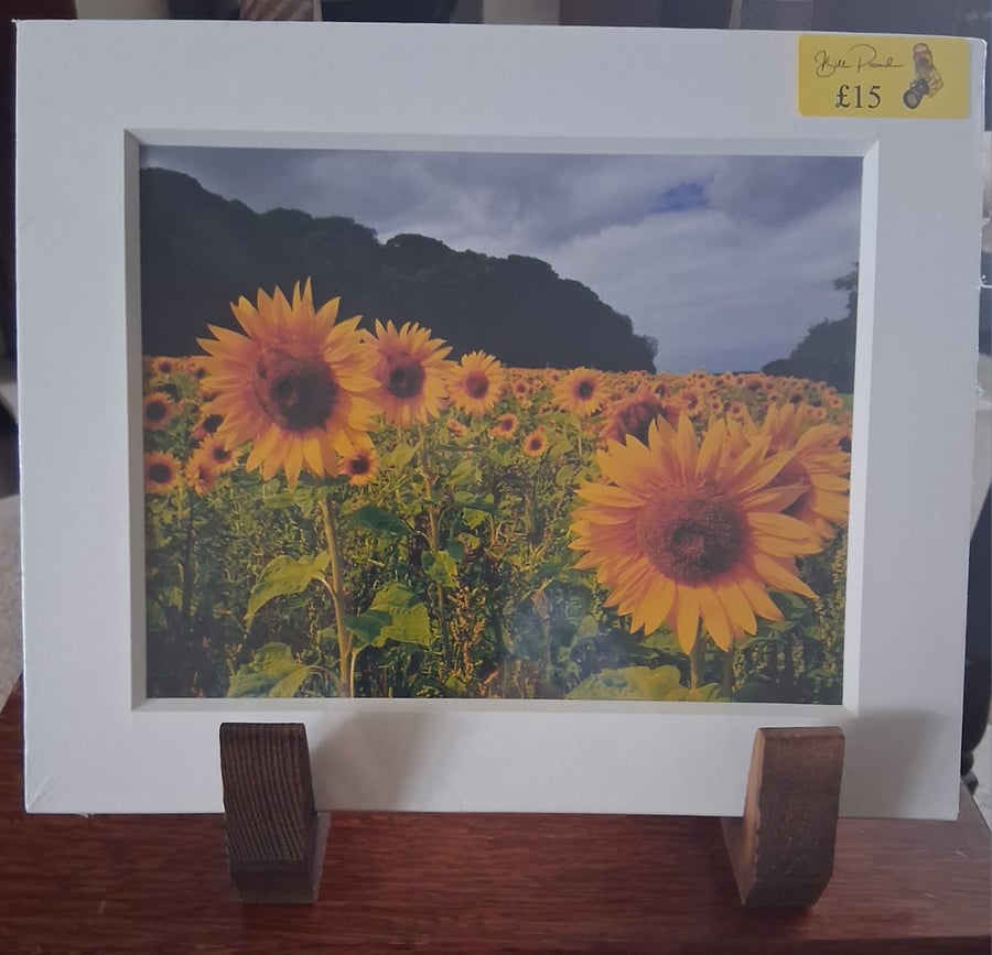 SUNFLOWER MOUNTED PHOTO
